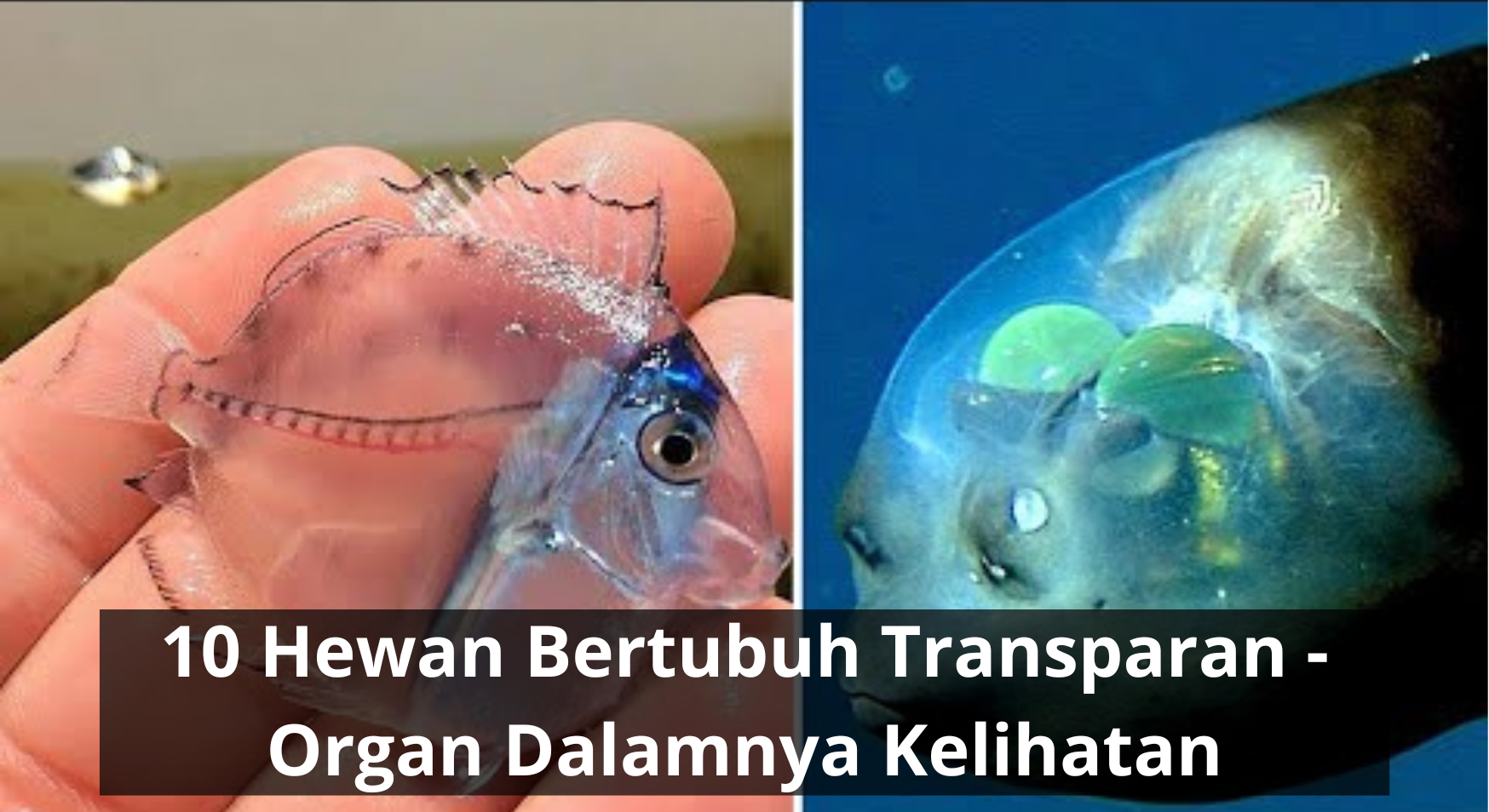 10 Hewan Bertubuh Transparan - Organ Dalamnya Kelihatan